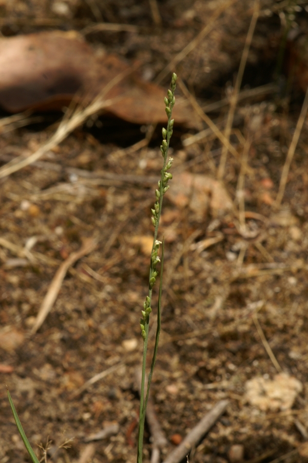 Setaria jubiflora